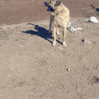 سگ گله|سگ|خواجه, |دیوار