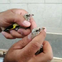 جوجه سهره سرسیاه و کرمونی|پرنده|شیراز, لب آب|دیوار