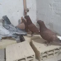 جوجه کلاغ رسمی با دم سفید