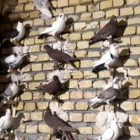 دسته 57کفتر  بیرجند