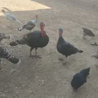 بوقلمون محلی