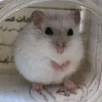 همستر مینیاتوری