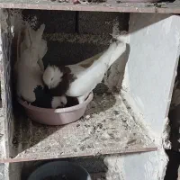 کبوتر طوقی وکله خال اینا