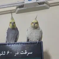 عروس هلندی جفت