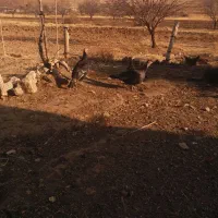 بوقلمون|حیوانات مزرعه|زنجان, |دیوار