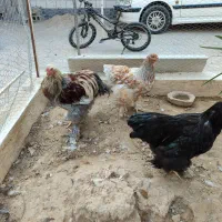 مرغ و خروس برهما