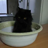 گربه پرشین سوپر فلت ماده