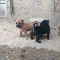 سرابی خالص پدرمادرش هم موجودن|سگ|شوشتر, |دیوار