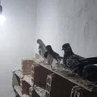 فروش کبوتر