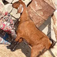 گمشده . بزمری ابست جملی ۸۵۰۰