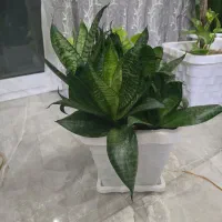 تعدادی گل و گیاه با استند و ظروف همه با هم یکجا|گل و گیاه طبیعی|شاهین‌شهر, مخابرات (شهید بهشتی)|دیوار