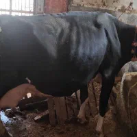 گاوشیری هلشتاین اصل
