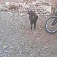 یک عدد بز ماده آوستن|حیوانات مزرعه|محمدشهر, ولدآباد|دیوار