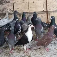 پلاکی بیرونی|پرنده|شیراز, دارالرحمه|دیوار