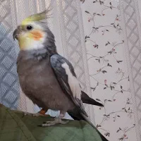 پرنده گمشده