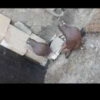 سرخ آبادانی