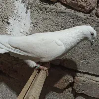 کبوتر صید شده