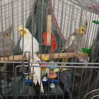 عروس هلندی|پرنده|مشکین‌دشت, |دیوار