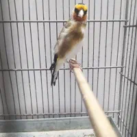 سهره|پرنده|اسلامشهر, شهرک محمدیه|دیوار