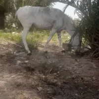 فروش الاغ