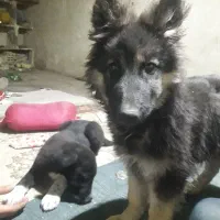 سگ نژادداراصیل ژرمن شیپر