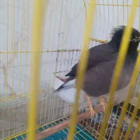 مرغ مینا سخن گو