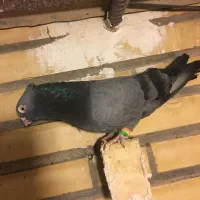 کبوتر سبز آبادانی