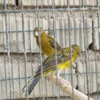 قناری|پرنده|شیراز, کرونی(خاتونک)|دیوار