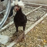 جوجه