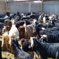 فروشی بز ابستن|حیوانات مزرعه|زرقان, |دیوار