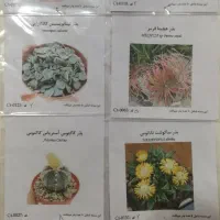 بذر گل|گل و گیاه طبیعی|سمنان, |دیوار