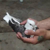 کبوتر  پرشی و پرستویی شازده خروس گردن گلابی