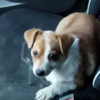 سگ بازیگوش|سگ|قزوین, |دیوار