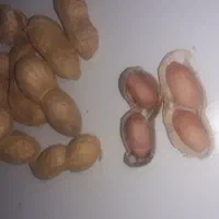 بادام زمینی گلی خام