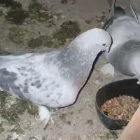 گوگ کاغذی|پرنده|بهبهان, |دیوار