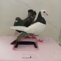 دوعدد کبوتر المانی