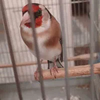 سهره دهندار