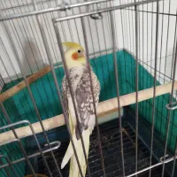 عروس هلندی۳ماهه رام