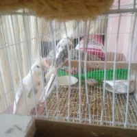 عروس هلندی البینودوکت مولد همراه جوجه