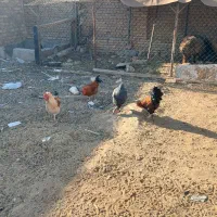 ۴ عدد خروس دونه ای ۵۰۰تومان|حیوانات مزرعه|حمیدیا, |دیوار