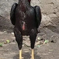 دو تا خروس لاری اصیل فروشی