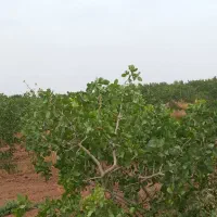 باغ پسته ۱۵۰هکتاری/ قم چاه دربست/سند۶دانگ|فروش دفتر صنعتی، کشاورزی، تجاری|قم, حاج خلیل|دیوار