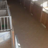 پانسیون و نگهداری اسب در باشگاه