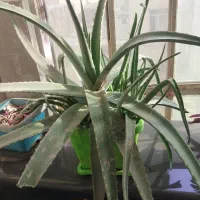 گل ها طبیعی آلوئه ورا