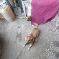 سگ پاپی|سگ|مشهد, جلالیه|دیوار