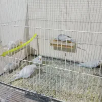 پرنده مرغ عشق