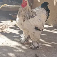 برهما  لایت|حیوانات مزرعه|بانه, |دیوار