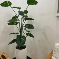 گل وگلدان شیک|گل مصنوعی|رشت, یخسازی|دیوار