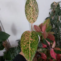 گیاهان خاص|گل و گیاه طبیعی|مراغه, |دیوار