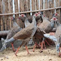 تعدادی مرغ زینتی سیلور تقریبا پنج ماهه